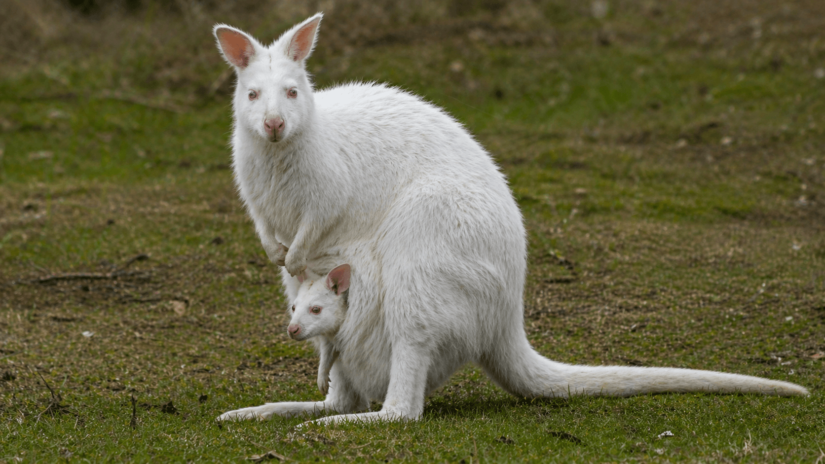 Bennett's Wallaby