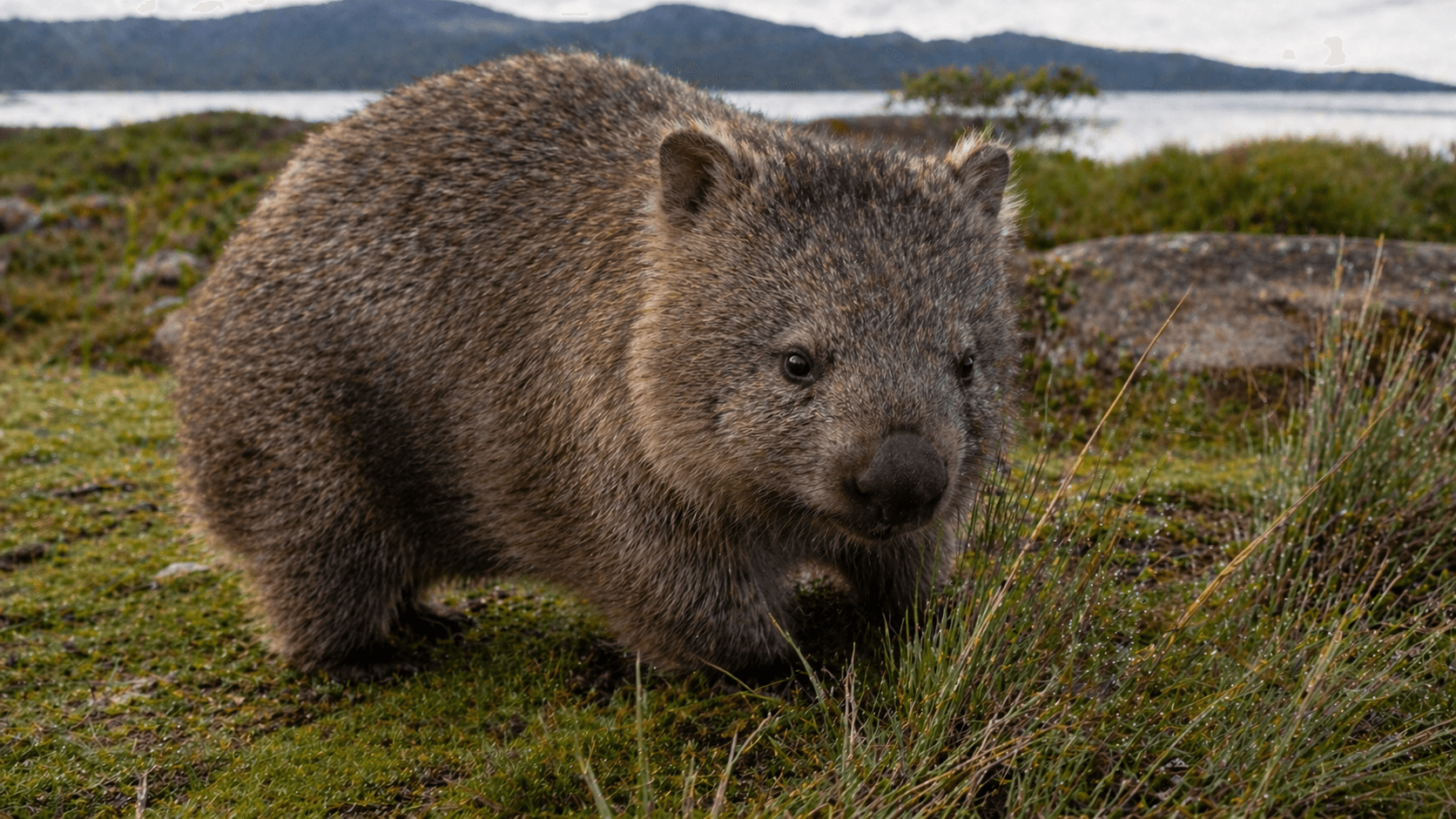 Common Wombat